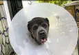 Adana'da ameliyat edilen köpeğin rahminden vücudunun yüzde 15'i ağırlığında kitle çıkarıldı!