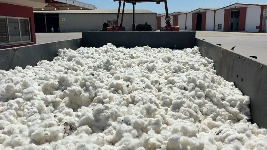 Aydın’da sezonun ilk pamuğu sembolik olarak 100 TL’den alındı haberinin görseli