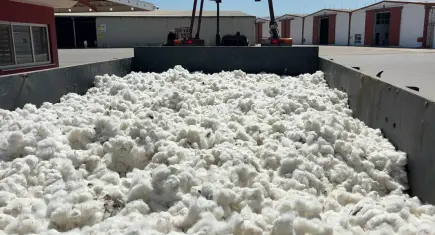 Aydın’da sezonun ilk pamuğu sembolik olarak 100 TL’den alındı