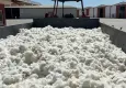 Aydın’da sezonun ilk pamuğu sembolik olarak 100 TL’den alındı