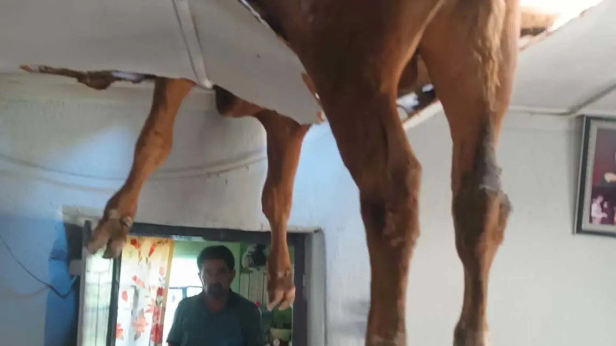 Evin çatısına düşen dana, delinen tavanda asılı kaldı görseli