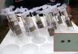 Trabzon'da örnek mücadele: Fındığın korkulu rüyası kahverengi kokarca zararı sıfıra indi!