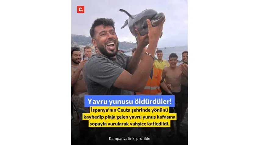Yunus yavrusu için adalet: Küresel imza kampanyası başlatıldı haberinin görseli