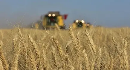 TMO'dan üreticilere milyarlık ödeme: Hububat ve haşhaş paraları hesaplarda!