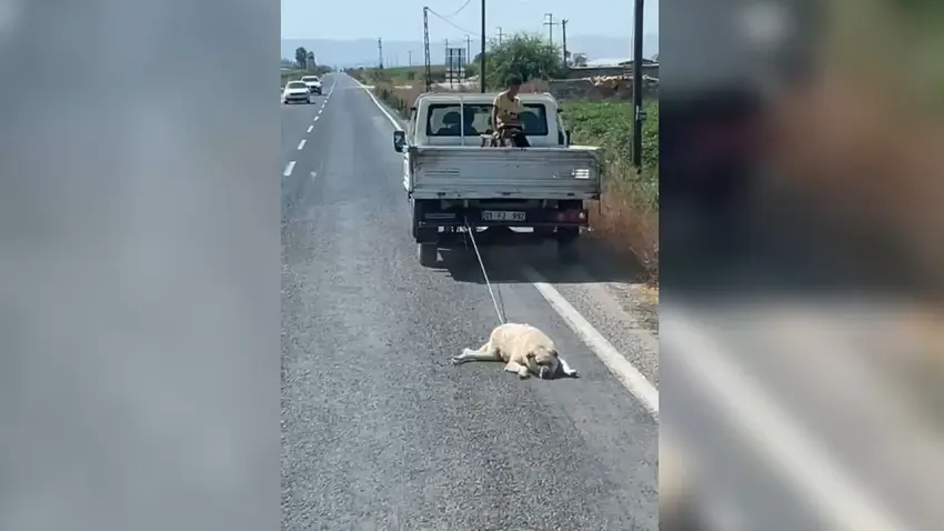 köpek