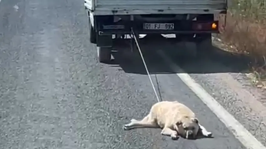 Şanlıurfa’da vicdanları yaralayan görüntü! Köpeği kamyonetin arkasına bağlayıp sürüklediler haberinin görseli