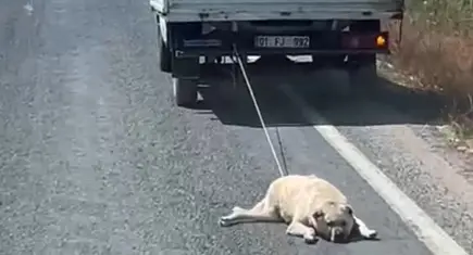 Şanlıurfa’da vicdanları yaralayan görüntü! Köpeği kamyonetin arkasına bağlayıp sürüklediler