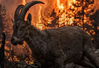 Yaban keçileri için 200 bin imza