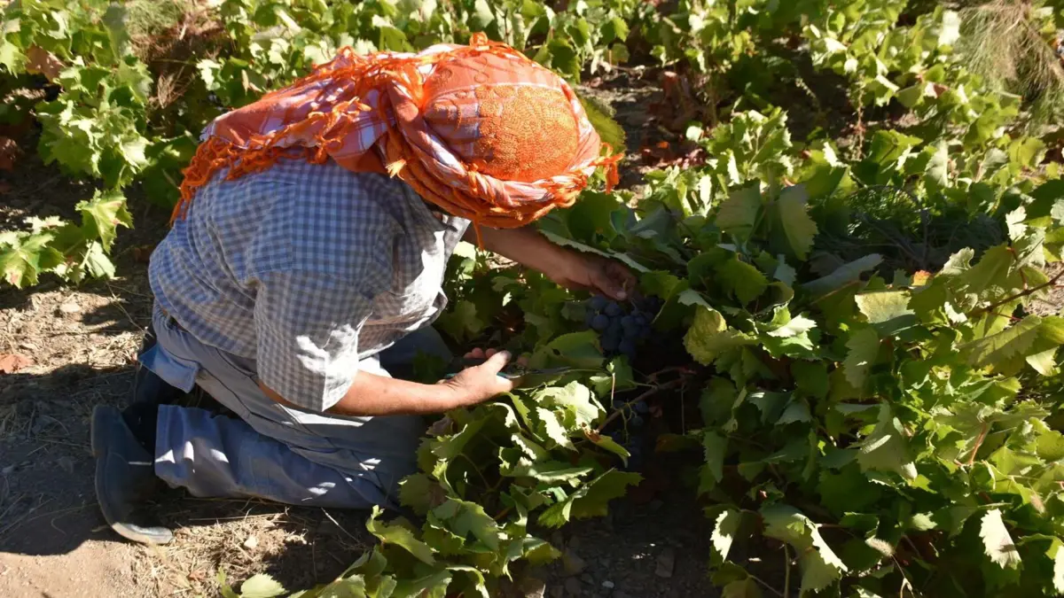 Kavacık Üzümü üreticileri dertli: Bahçede 60, markette 150 lira görseli