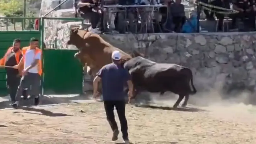 Rakibinden kaçan 600 kiloluk boğa arenadan firar etti haberinin görseli