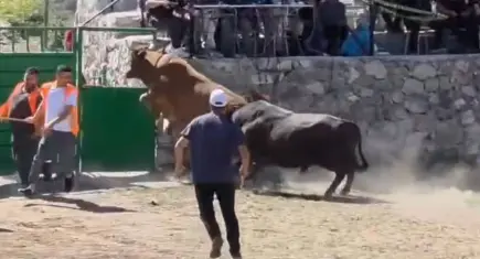 Rakibinden kaçan 600 kiloluk boğa arenadan firar etti