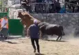 Rakibinden kaçan 600 kiloluk boğa arenadan firar etti