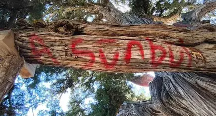 2 bin yıllık anıt ağaca vandallar saldırdı: İmza kampanyası başlatıldı