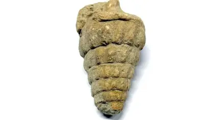 Ankara’da tarihi keşif: 66 milyon yıllık Gastropoda fosili bulundu