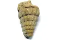 Ankara’da tarihi keşif: 66 milyon yıllık Gastropoda fosili bulundu