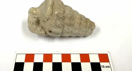Külhöyük’te 66 milyon yıllık keşif! Gastropoda nedir, fosili ne anlama geliyor?