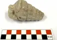 Külhöyük’te 66 milyon yıllık keşif! Gastropoda nedir, fosili ne anlama geliyor?