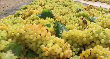 Üzümde kriz büyüyor: Üretici hem verimden hem fiyattan kaybetti