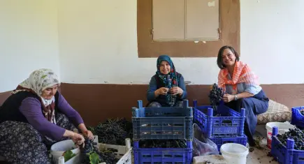 Kavacık Üzüm Festivali 14. kez kapılarını açıyor