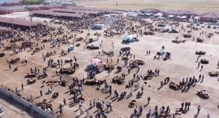 Ağrı’da şap hastalığına karşı yeni önlemler: Hayvan Borsası kapatıldı