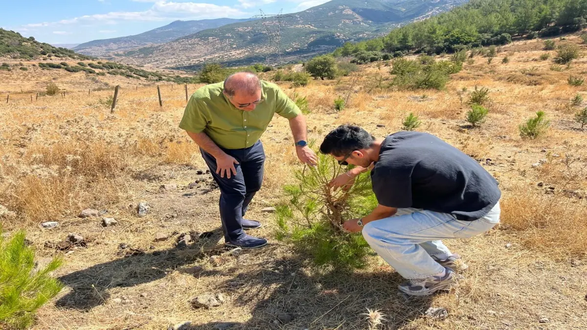 Su hasadı yöntemi kuraklıkla mücadelede fidanların gelişimini hızlandırıyor görseli