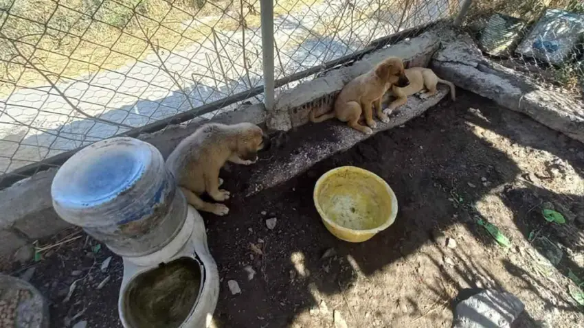 Gölcük’te hayvanların toplanmasına SEHAYDER tepki: Yaşam hakkı savunulmalıdır haberinin görseli