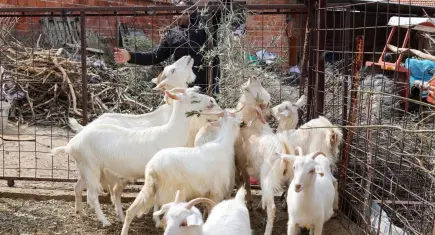 Çocukluk hayaliyle sahada özverili mesai sürdürüyorlar