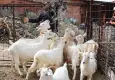 Çocukluk hayaliyle sahada özverili mesai sürdürüyorlar