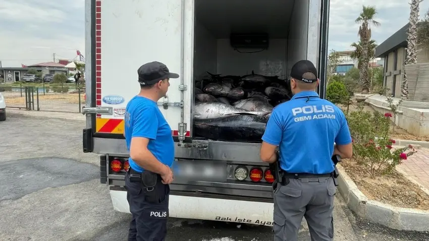 Güzelbahçe’de 3 ton mavi yüzgeçli orkinos ele geçirildi