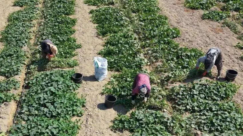 Ödemiş’te salatalıkta güz hasadı başladı