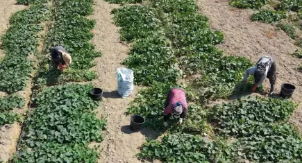 Ödemiş’te salatalıkta güz hasadı başladı