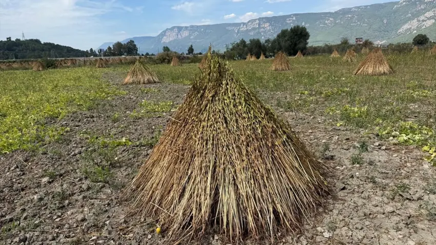 2. Gökova Susamı Hasat Festivali için geri sayım başladı haberinin görseli