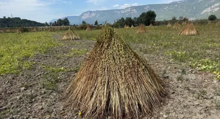 2. Gökova Susamı Hasat Festivali için geri sayım başladı