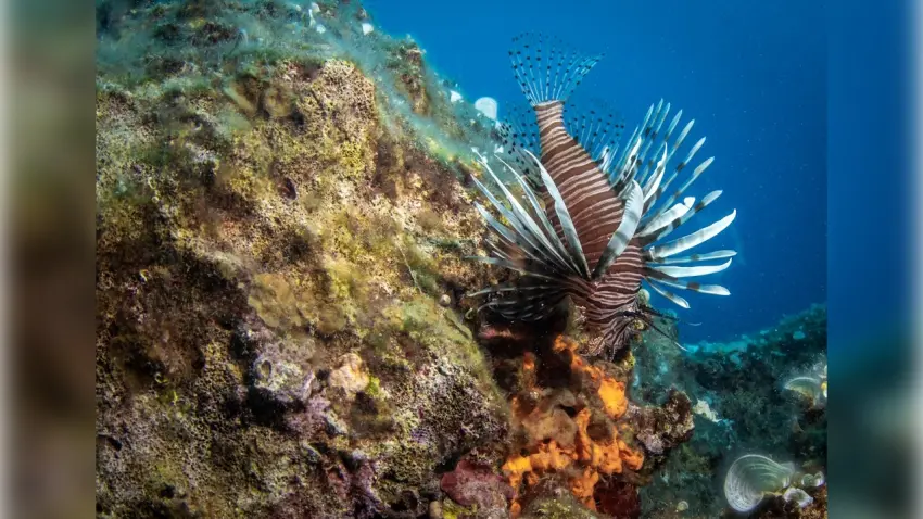 Karaburun'un su altı güzellikleri