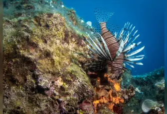 Karaburun'un su altı güzellikleri