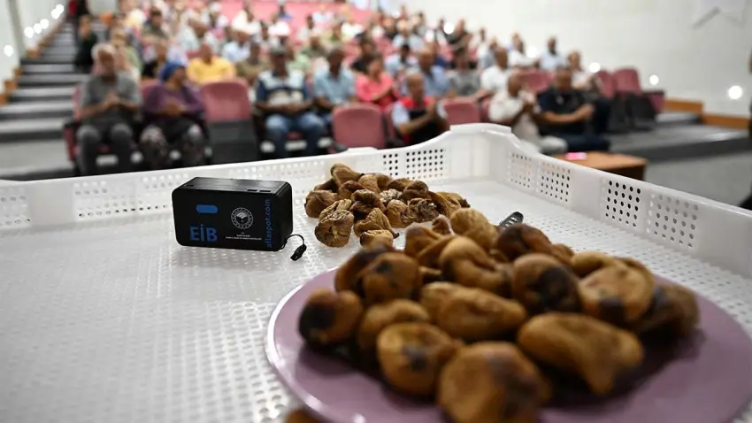 Selçuk’ta incirde aflatoksin kalkanı: Üreticiye kerevet ve UV ışık desteği haberinin görseli
