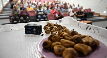 Selçuk’ta incirde aflatoksin kalkanı: Üreticiye kerevet ve UV ışık desteği
