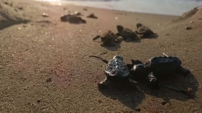Kuşadası'nda Sürpriz Keşif: Kumda Sıkışan 22 Caretta Caretta Yavrusu Kurtarıldı haberinin görseli