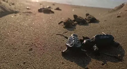 Kuşadası'nda Sürpriz Keşif: Kumda Sıkışan 22 Caretta Caretta Yavrusu Kurtarıldı