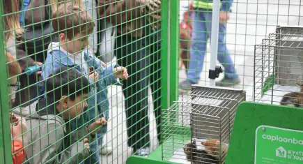 Konak’ta Patilerin Festivali 7’nci kez düzenleniyor
