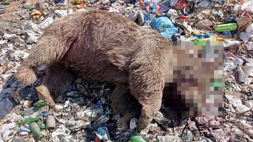 Bingöl'de çöplükte 3 bozayı silahla vurulmuş halde bulundu haberinin görseli
