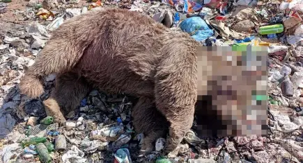 Bingöl'de çöplükte 3 bozayı silahla vurulmuş halde bulundu