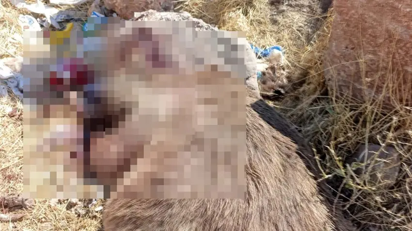 Bingöl’de 3 bozayı silahla öldürüldü: Valilikten soruşturma açıklaması haberinin görseli