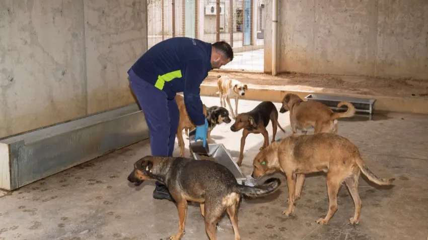 İzmir Büyükşehir Belediyesi kendi mamasını üretiyor: Hedef günlük 1 ton haberinin görseli