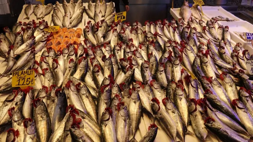 Trabzon’da balık sezonu palamutla başladı haberinin görseli