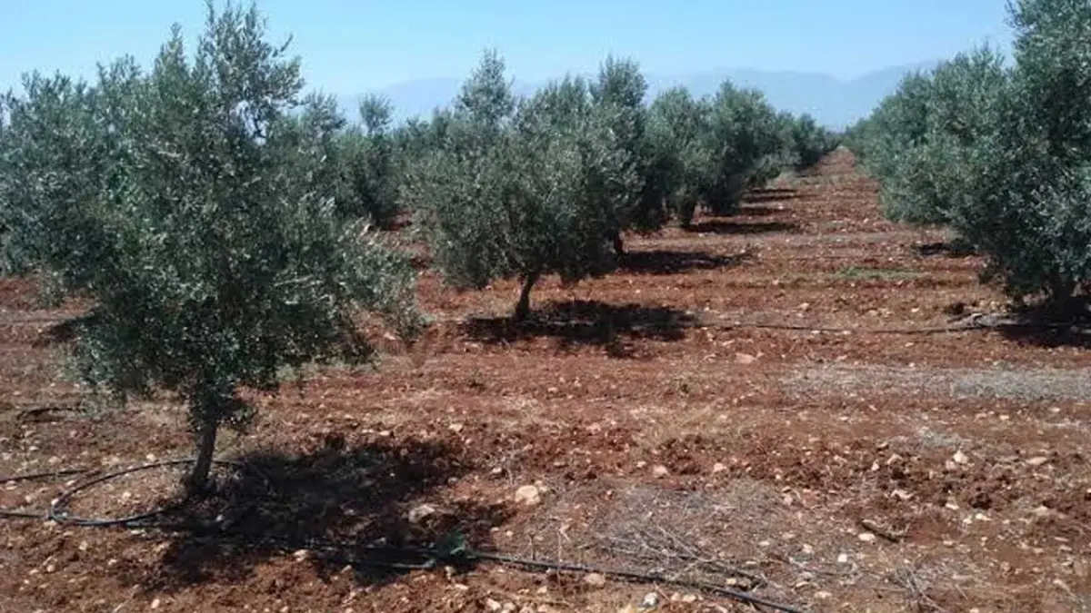 Torbalı'da satılık zeytinlik