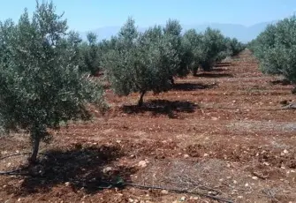 Torbalı'da satılık zeytinlik resmi ilan resim dosyası.