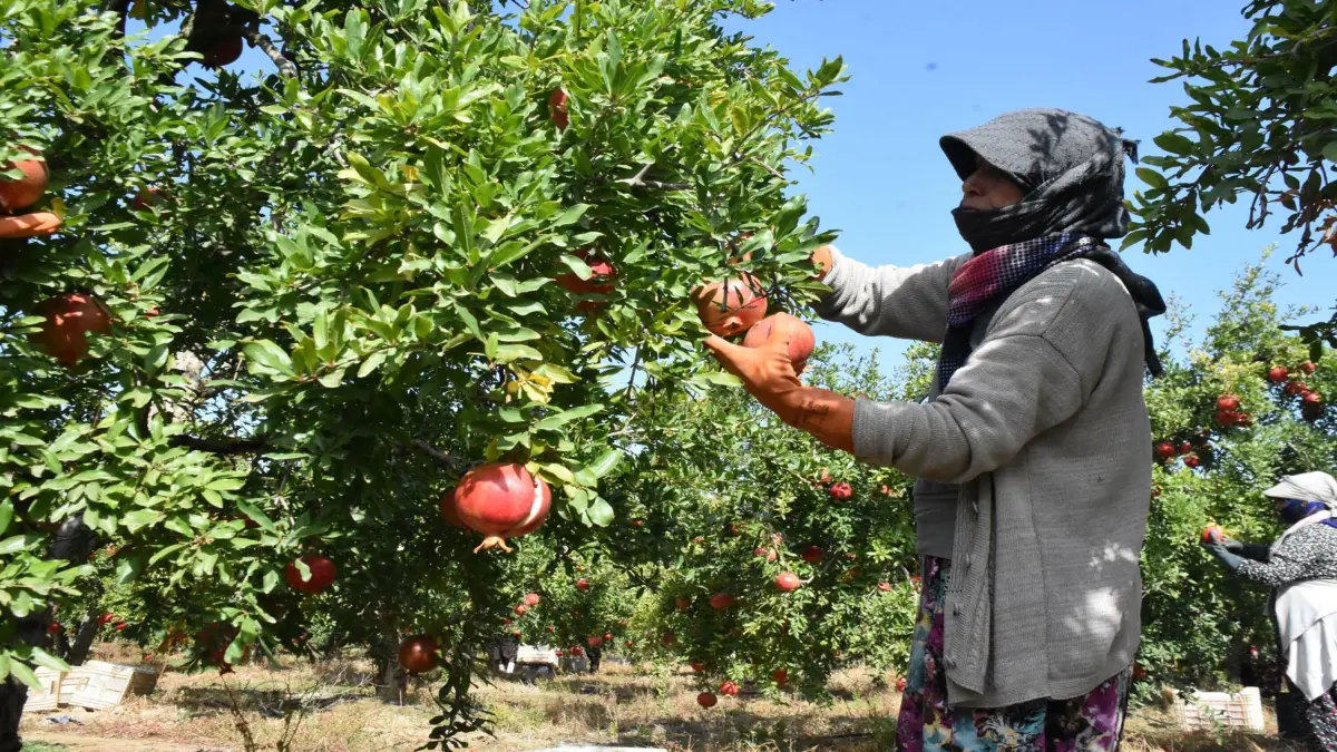 Hicaz narında hasat başladı: Selçuk'tan ilk ihracat ürünleri yola çıkıyor görseli