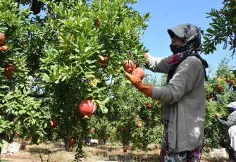 Hicaz narında hasat başladı: Selçuk'tan ilk ihracat ürünleri yola çıkıyor