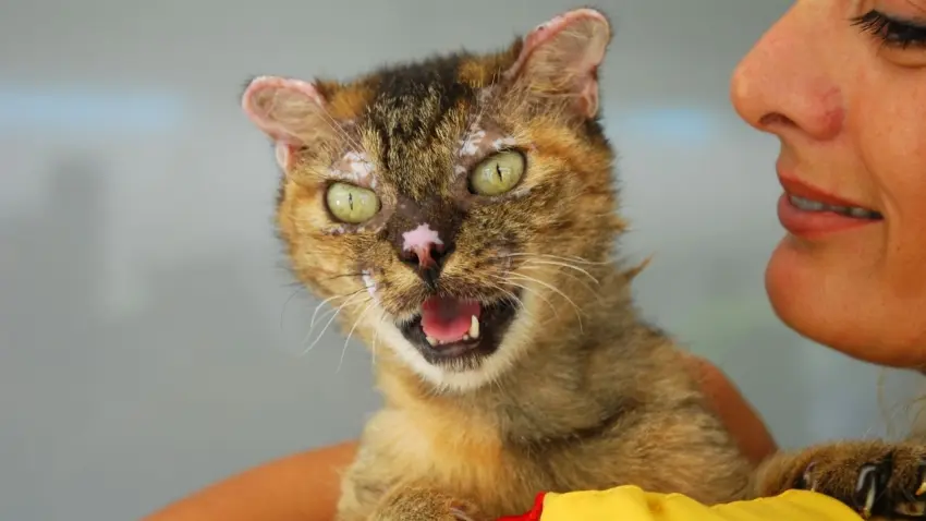 Orman yangınında mucize kurtuluş: Kedi Luna yaşam savaşını kazandı haberinin görseli